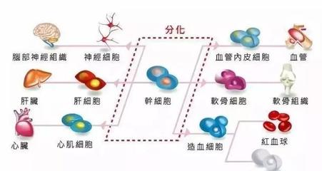 储存干细胞 为未来健康构筑希望种子