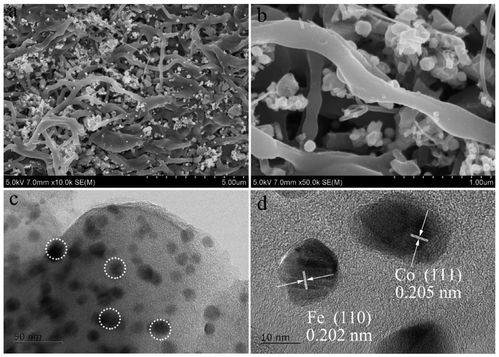 co-fe-cnfs催化剂在硫酸根自由基氧化技术及人体干细胞技术开发与应用中的前沿进展